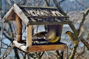 Vogelfutterhaus im Hausgarten